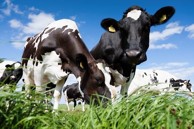 You're Eating What The Cow Ate